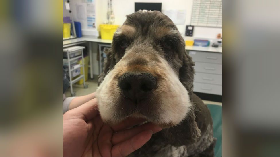 Toby the dog with swollen face
