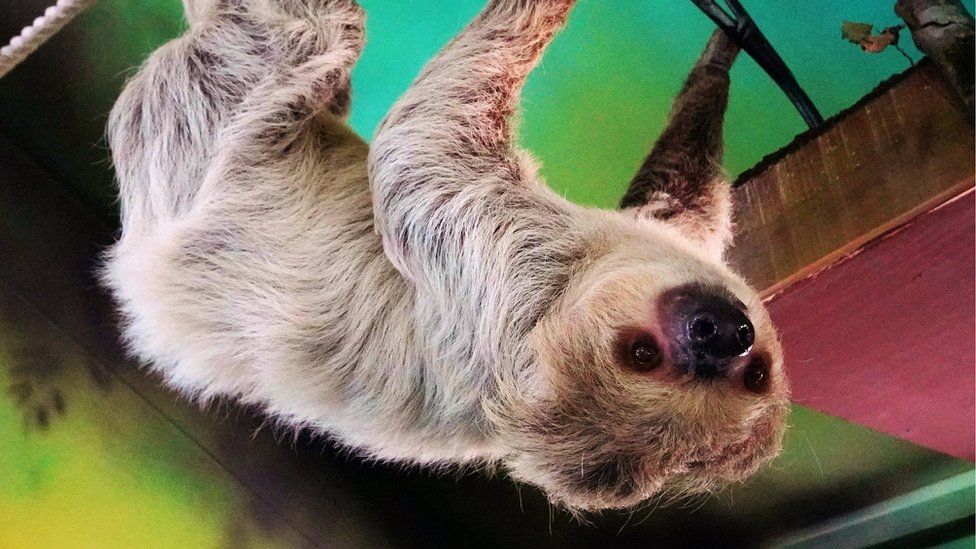 Truffles - the two-toed sloth