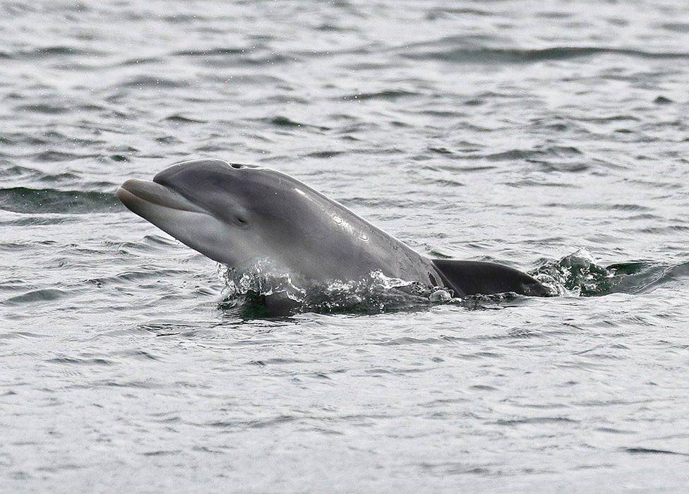 Bottlenose dolphin in Moray Firth