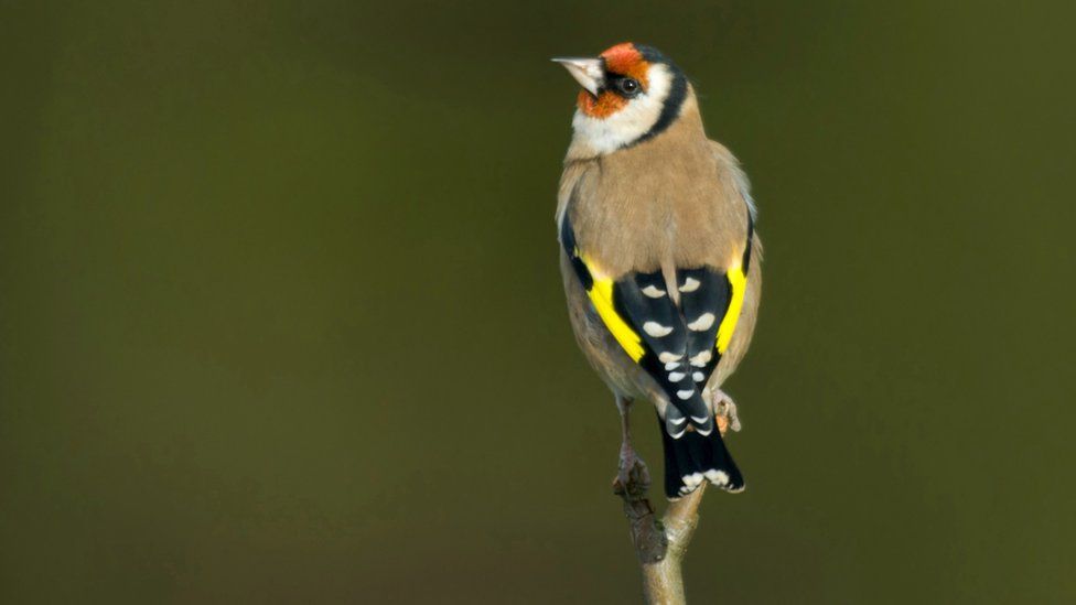 A bright yellow goldfinch with its characteristic red flash on the side of its head is perched on top of thick grass.