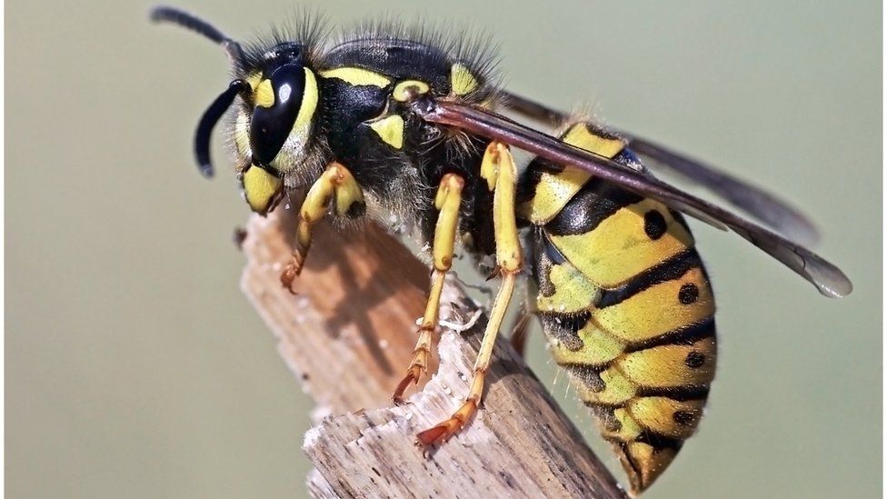 What's really the point of wasps? BBC News