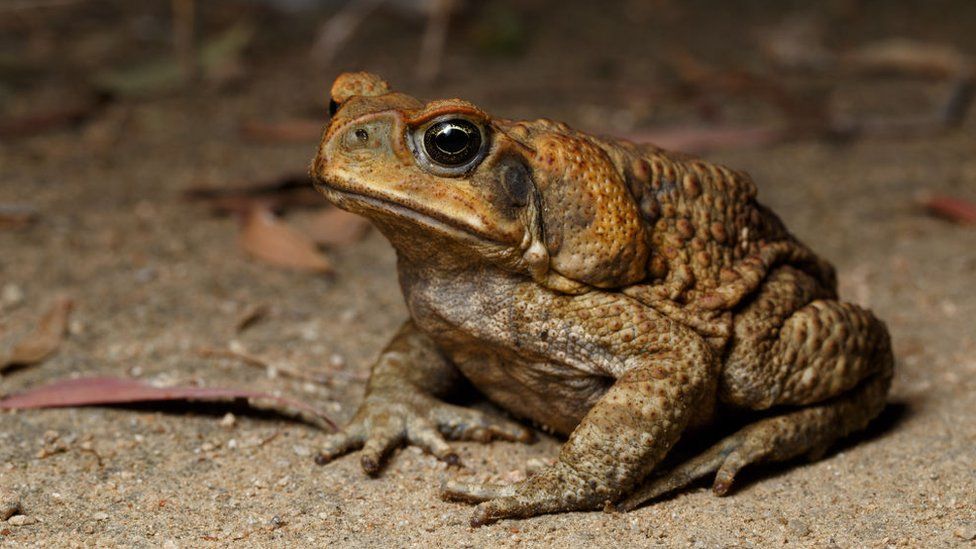 Australia How Bin Chickens Learnt To Wash Poisonous Cane Toads Bbc News 6213