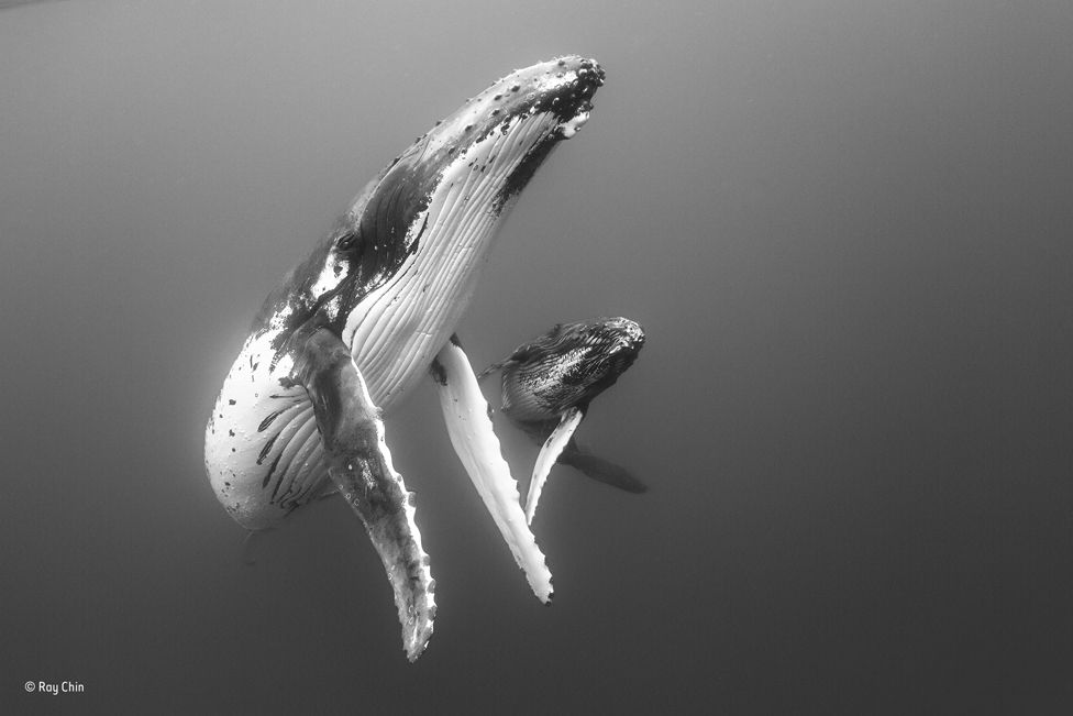 Humpback mother and calf in the plankton-filled water around the island group of Vava'u, Tonga.