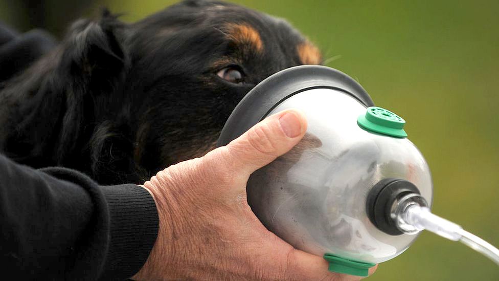 Invisible Fence Brand Saving Pets with Project Breathe One Oxygen Mask at a  Time – Barking Beast