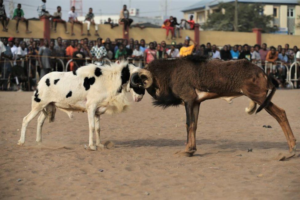 People watch a fight of two rams in a dusty field where youths engage in a ram fight in the Agege district in Lagos, Nigeria, Sunday 8 January 2023