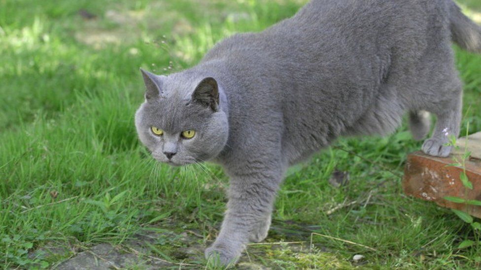 A grey cat
