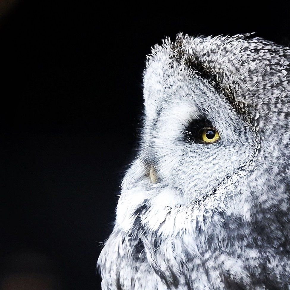 Great grey owl at Highland Wildlife Park