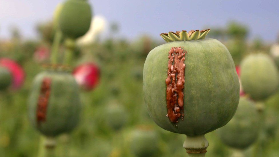 Opium poppies in an Afghan field