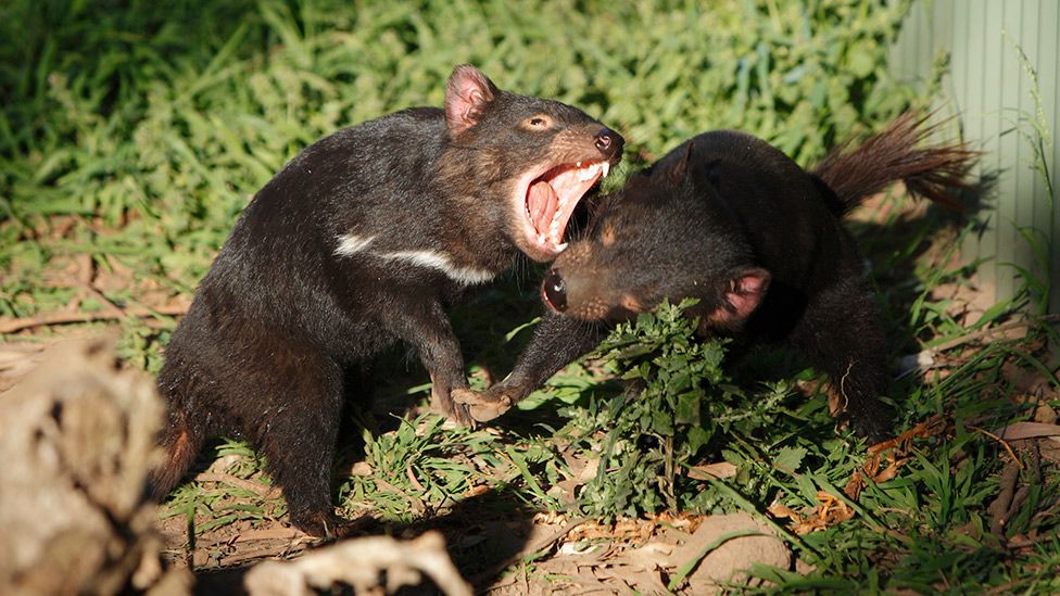 Fighting Tasmanian devils