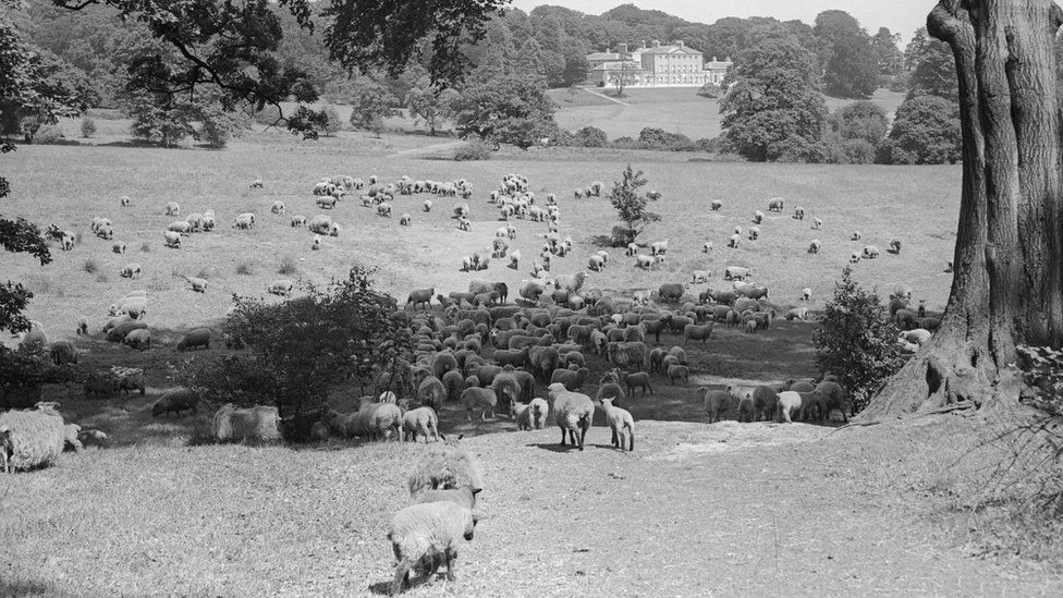 In 1945, sheep graze on the heath