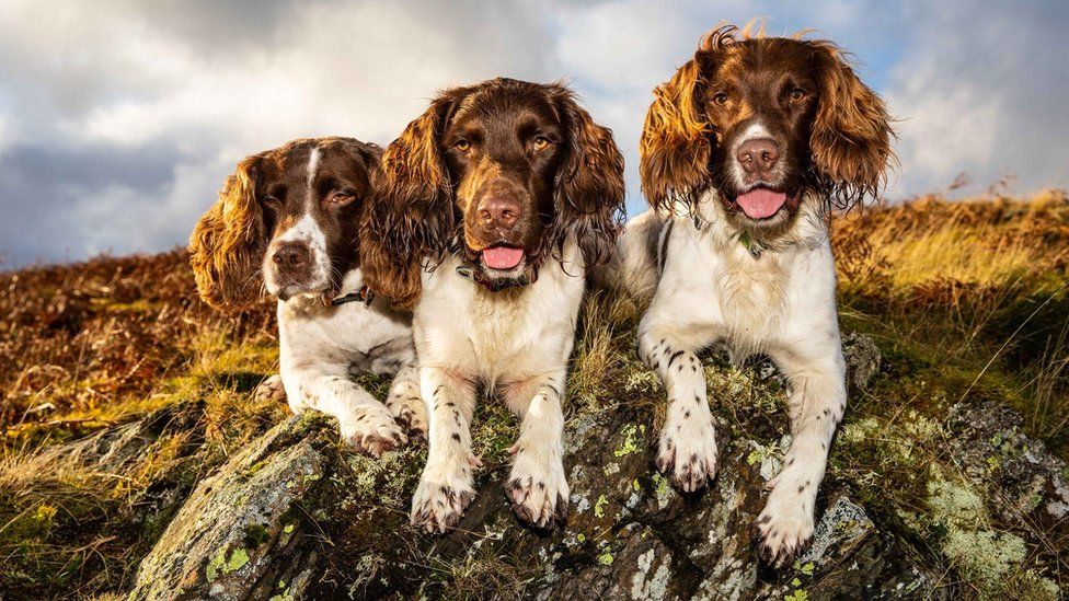 Max, Paddy and Harry