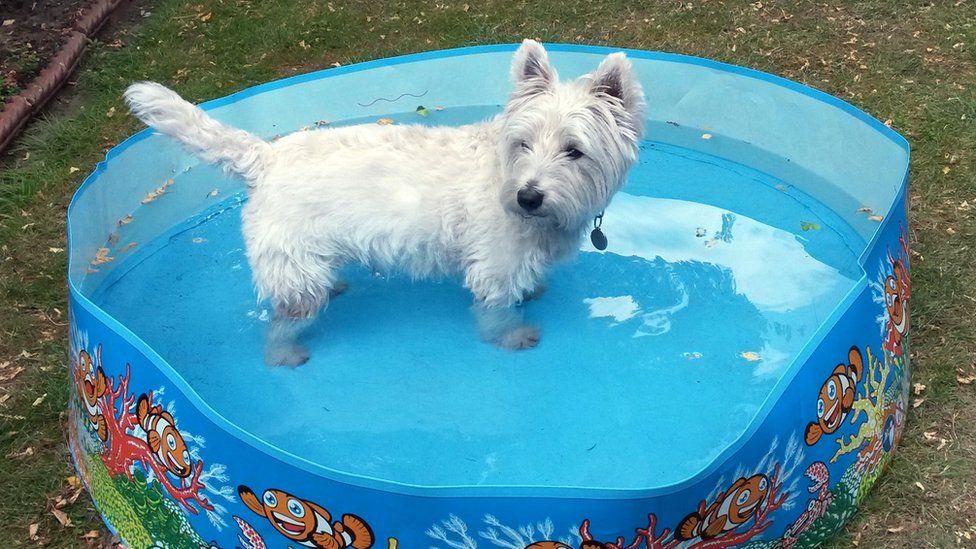 uk-weather-fifth-day-above-30c-predicted-matching-1995-bbc-news