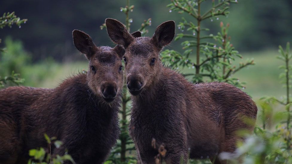caza en Alaska
