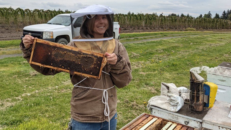 Beekeepers are struggling to keep up with farms' pollination needs