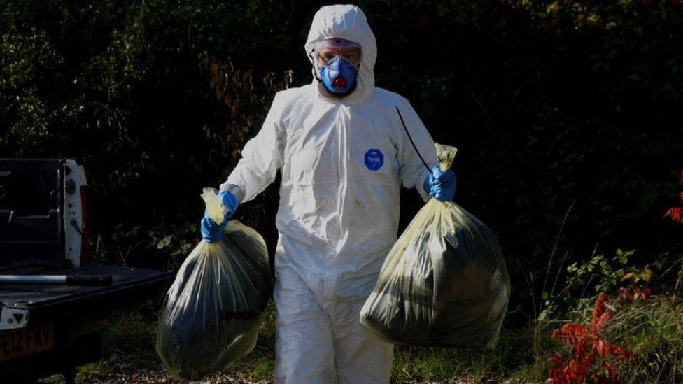 A ranger at the Wiltshire Wildlife Trust's Langford Lake reserve in white hazmat suit removes the carcasses of two dead swans, thought to be infected with bird flu