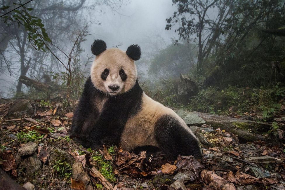 Ye Ye, a 16-year-old giant panda, lounges in a massive wild enclosure at a conservation centre in Wolong Nature Reserve, China.