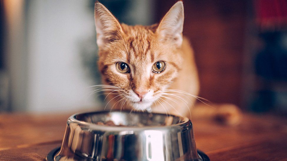 A ginger cat eats from a silver bowl