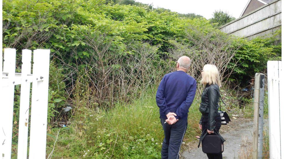 Robin Waistell showing Eye on Wales presenter Nellie Bird the Japanese knotweed next to his property