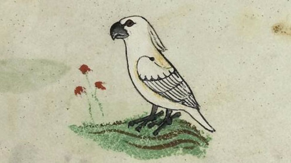 One of the four images of the cockatoo in the 13th Century manuscript