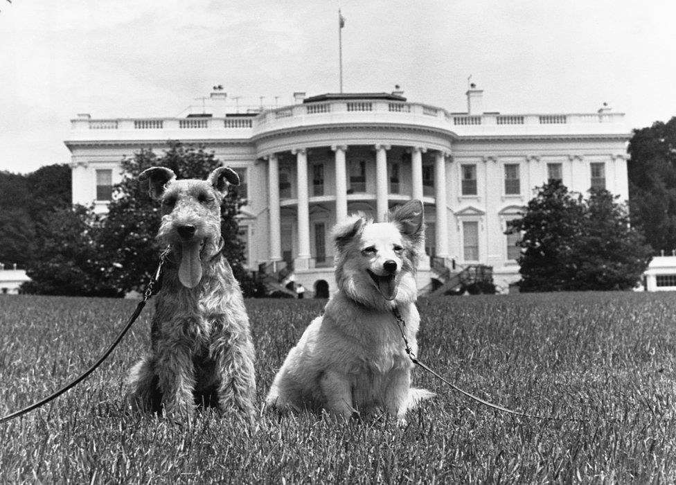 Two dogs pose outside the White House