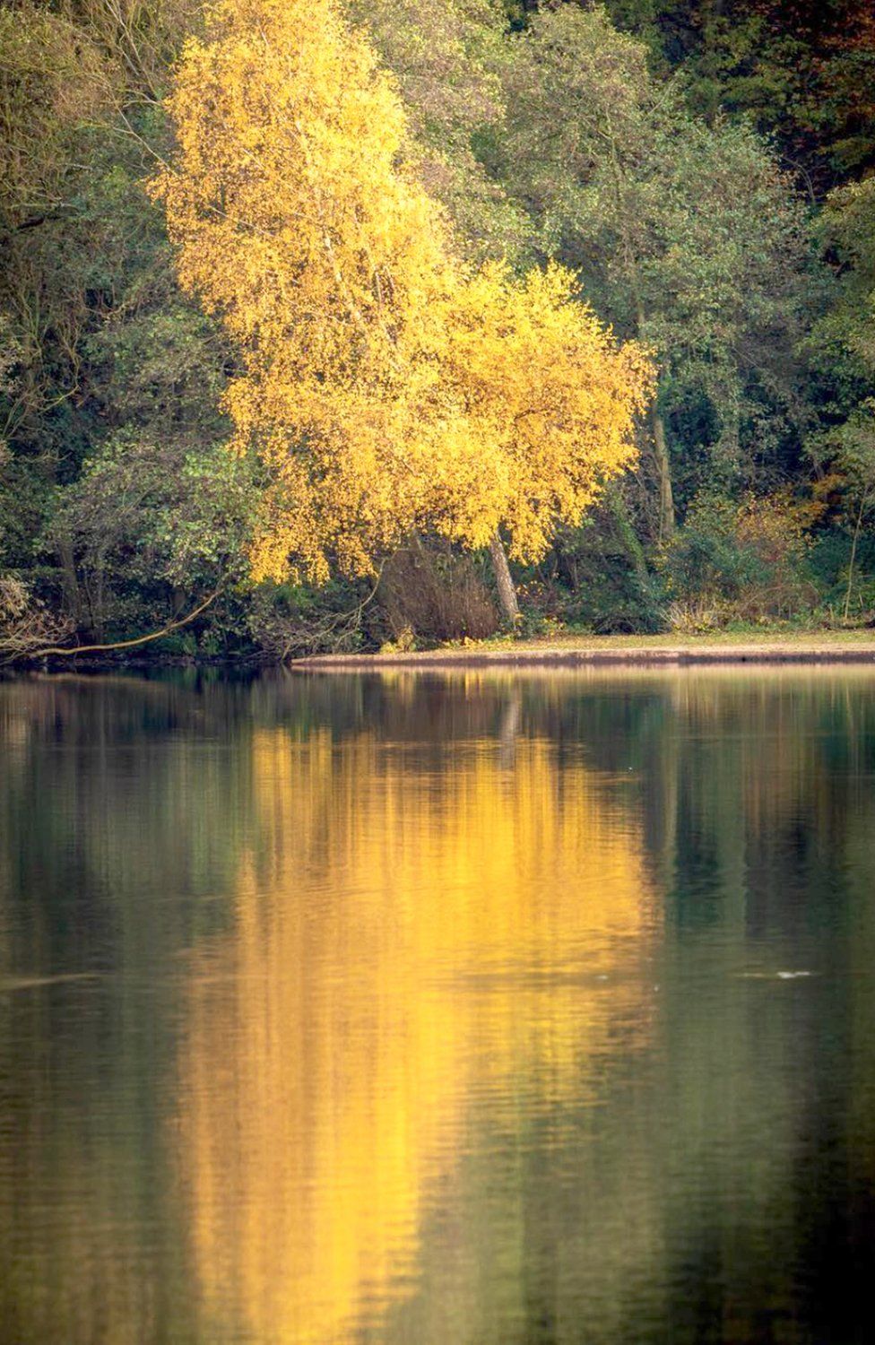 Leaves turn yellow on a tree at Sutton Park