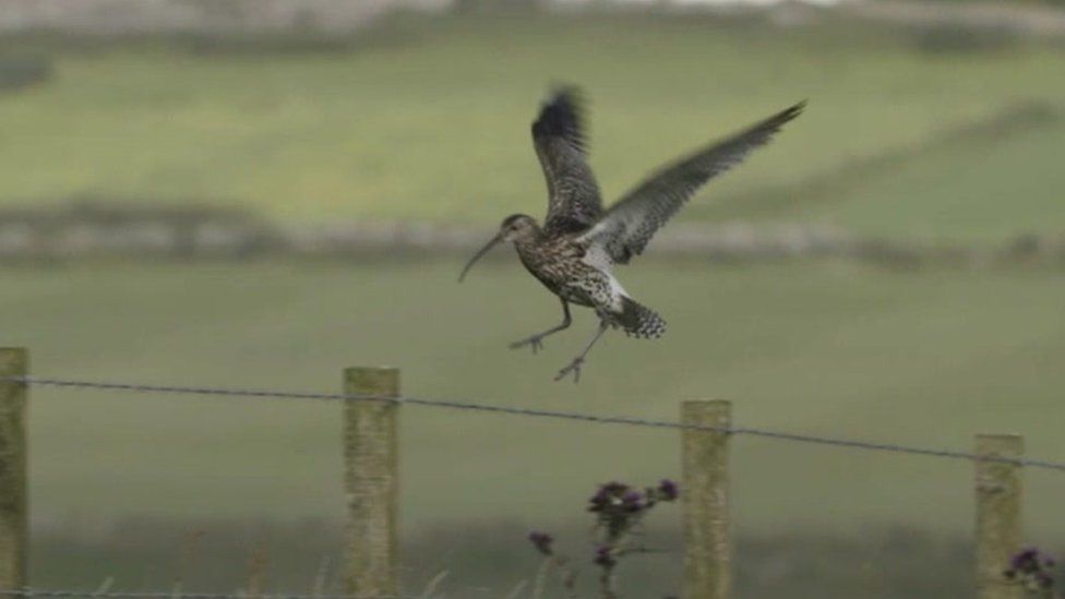 Curlew landing on a fence