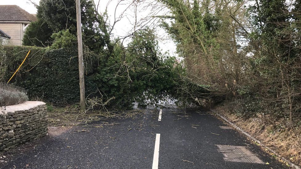 Tree fallen South Cerney
