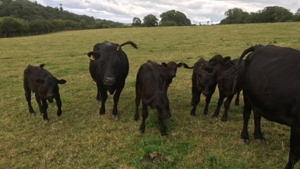 Dexter cows on Allercombe Farm