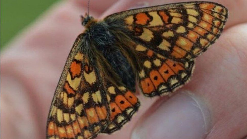 Butterfly sightings decrease in Northern Ireland following poor summer ...