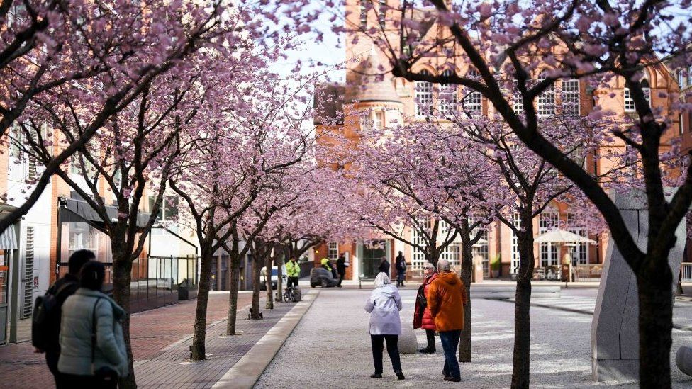 Blossoming trees by Oozells Square