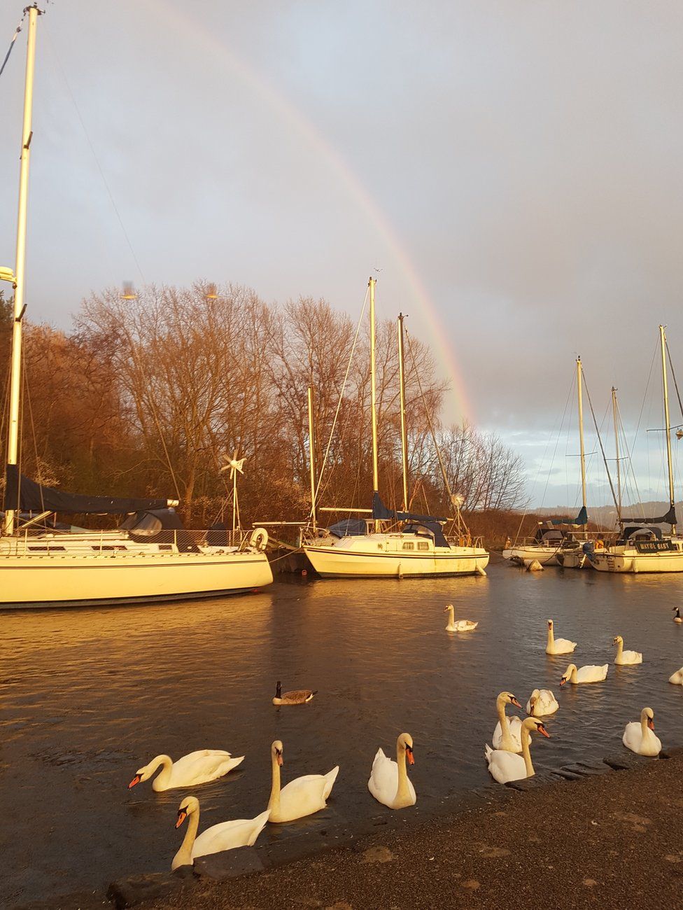 Swans swimming in water under a rainbow