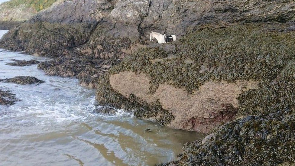 A horse stuck on a ledge near the sea