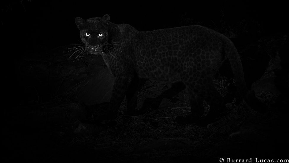 A black leopard captured in the wild