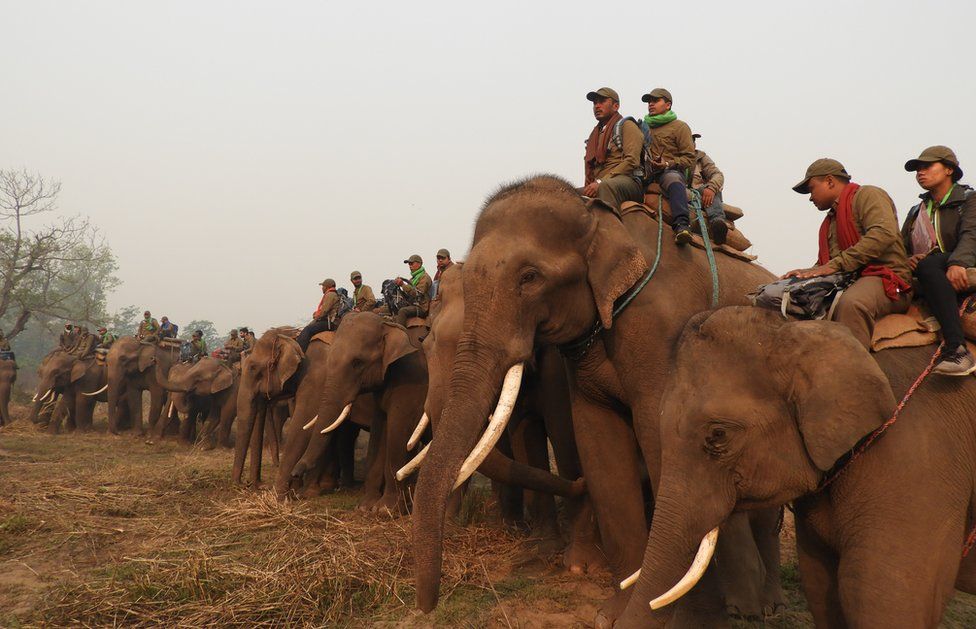 A team of rhino counters pictured riding elephants during the census