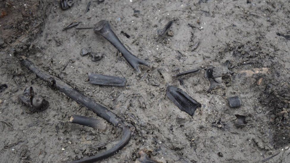 Animal and fish bones found in round house