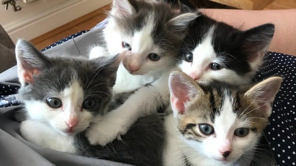 four tabby and white kittens