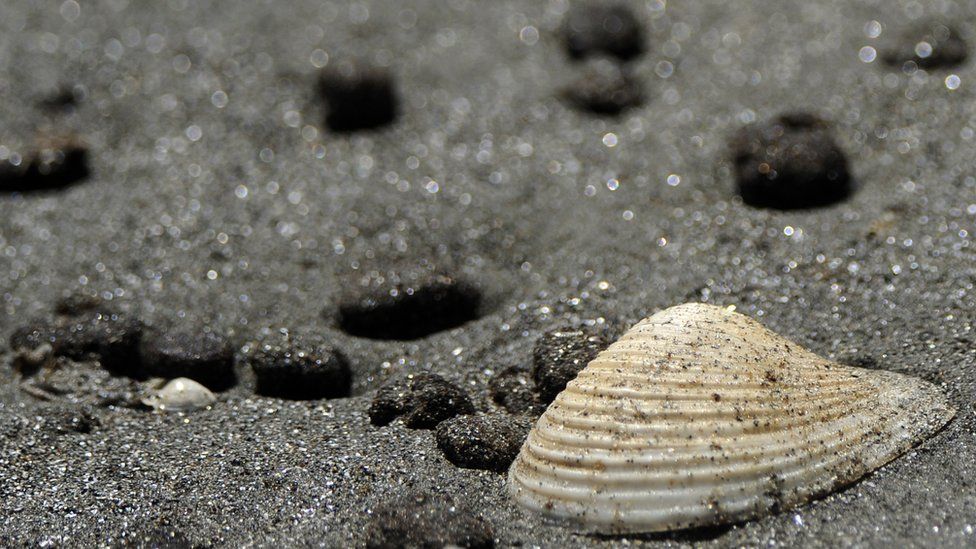 Tar balls on a beach