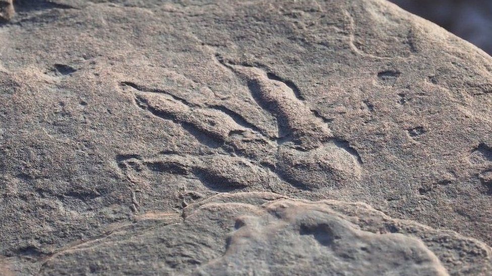 Dinosaur footprint