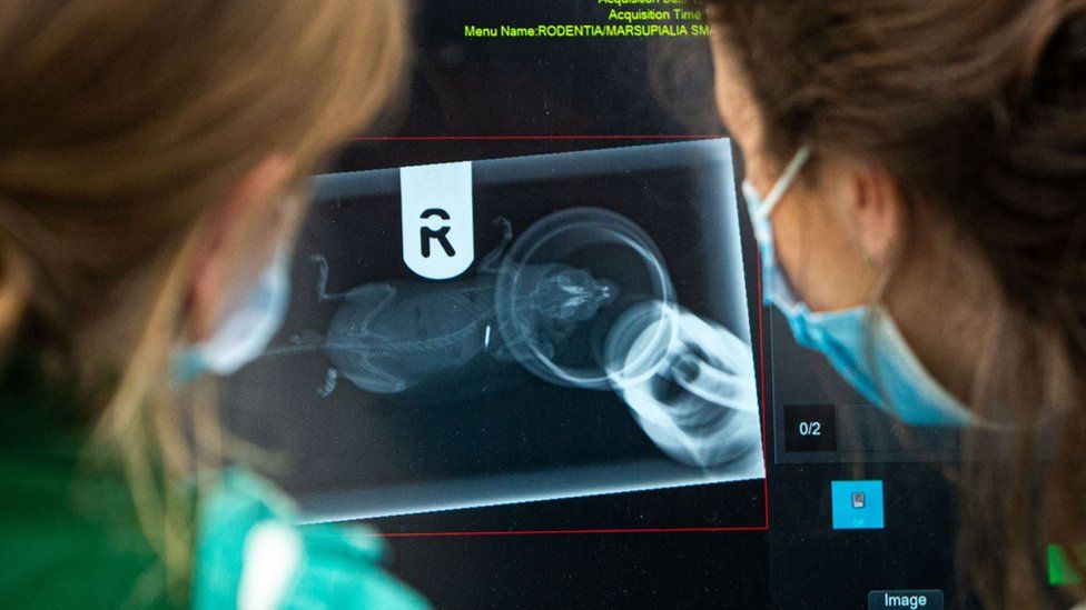 Vets look at an x-ray of a dormouse