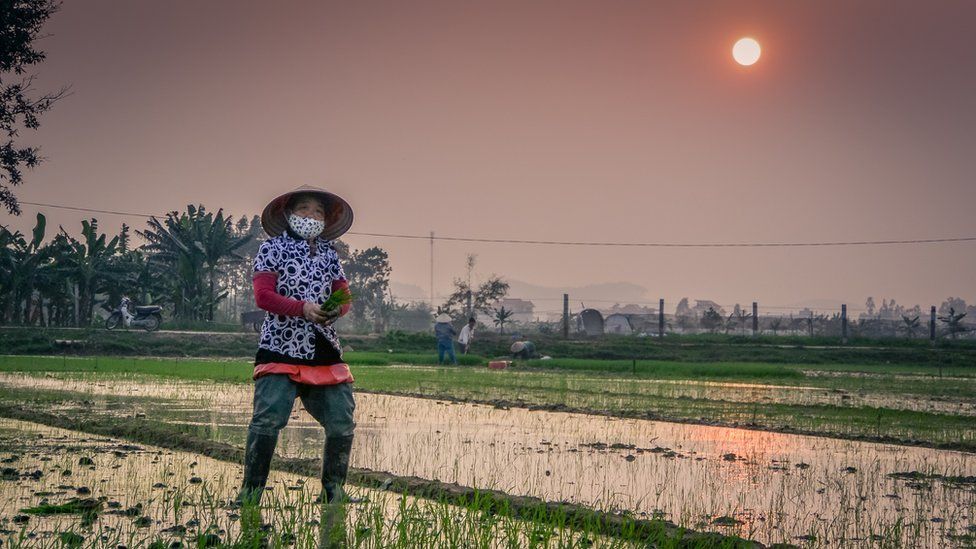 Cultivadora de arroz en Vietnam