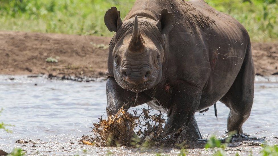 A Zululand black rhino