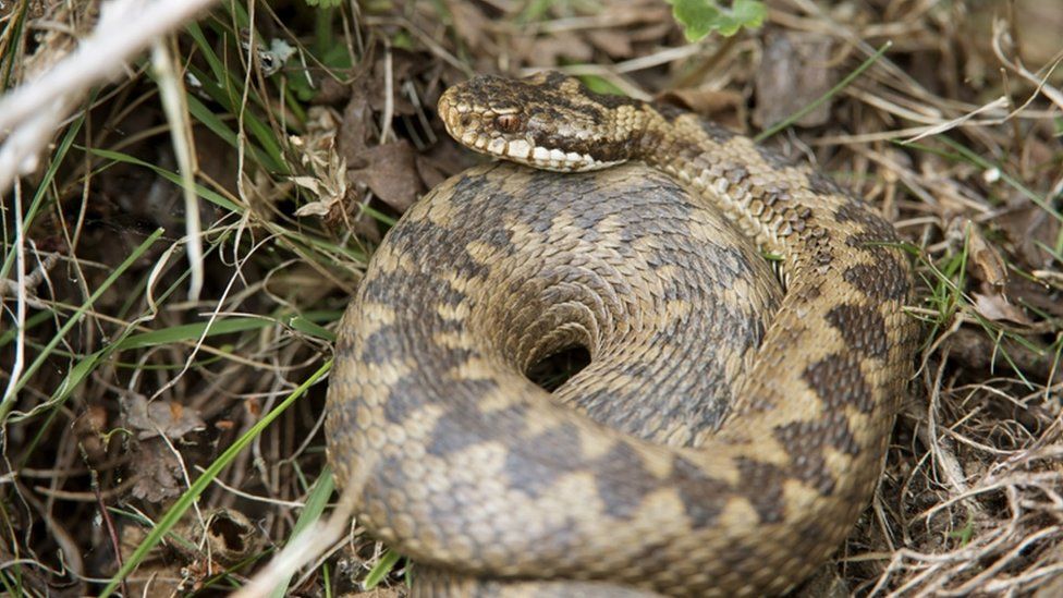 Dog Dies After Adder Bite In Stirling Garden Bbc News Dog Dies After Adder Bite In Stirling Garden Bbc News