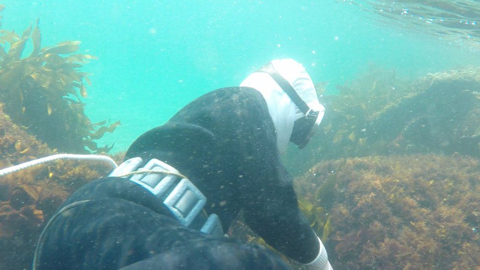 Summit boost for Japan's 'women of the sea' - BBC News