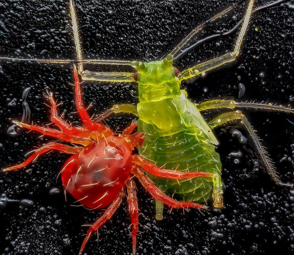 Red spider mite eats an aphid