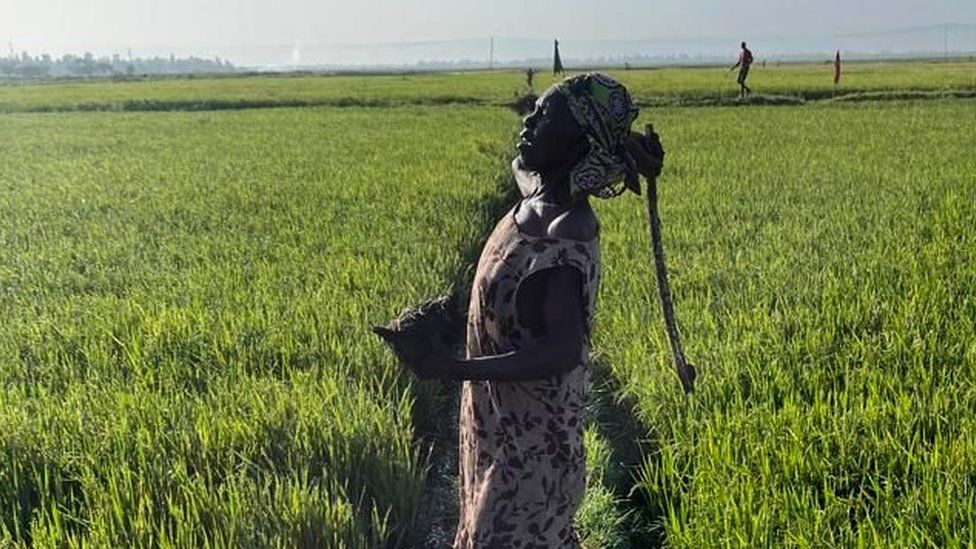 Kenyan rice farmers battle quelea birds in Kisumu - BBC News