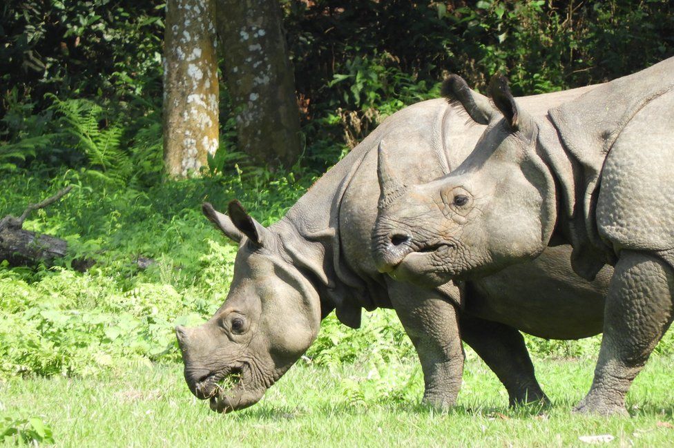На фото два больших однорогих носорога пасутся