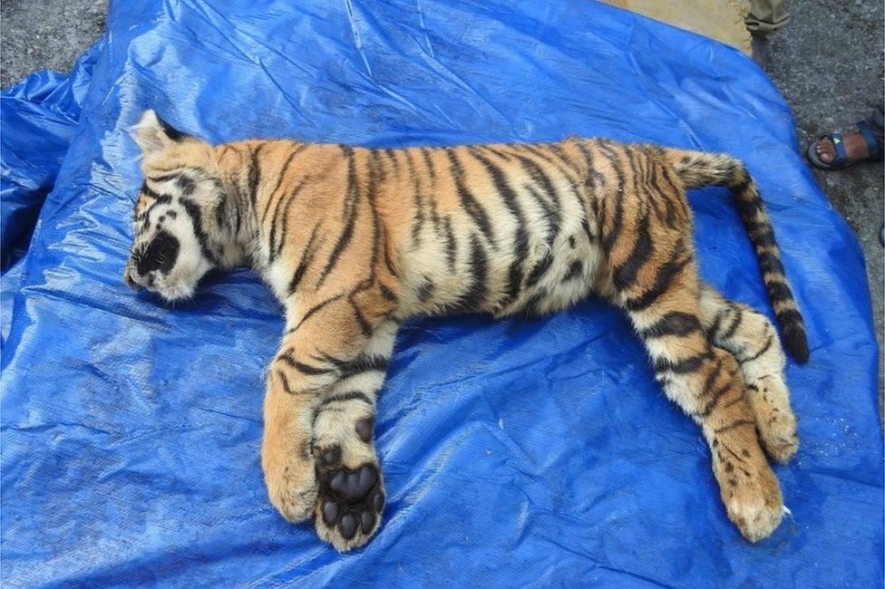 This handout picture provided by the Bengal Safari park authority on October 30,2018 shows the body of female Royal Bengal tiger cub Iika after it died due to an injury at Bengal Safari Park on the outskirts of Siliguri on October 30, 2018.