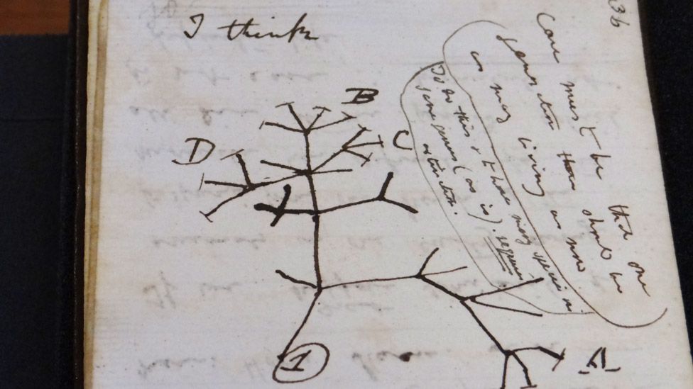 Charles Darwin notebook open at the page showing his tree of life sketch