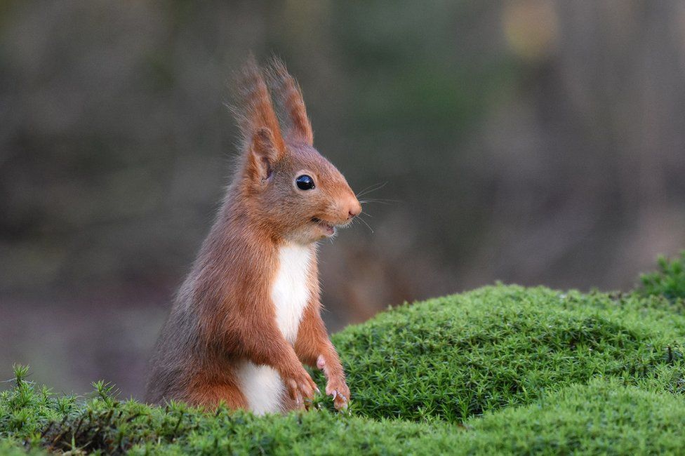 A red squirrel appearing to be chortling