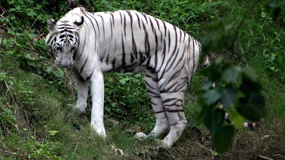File photo of White tiger in Kolkata zoo